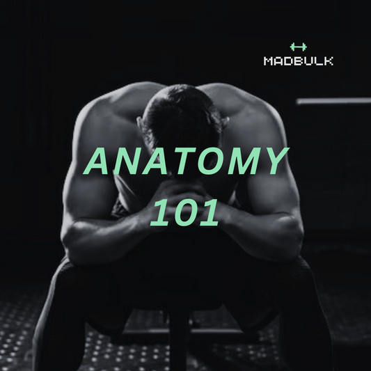 Muscle Anatomy 101